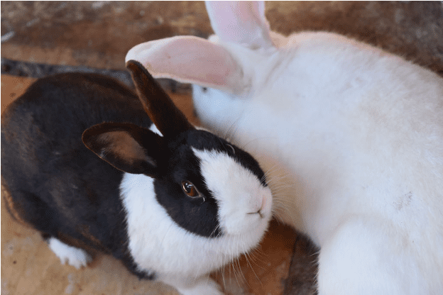 rabbits