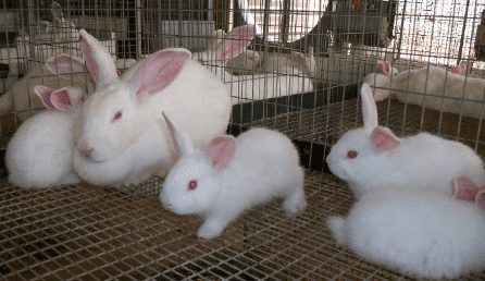 rabbit breed
