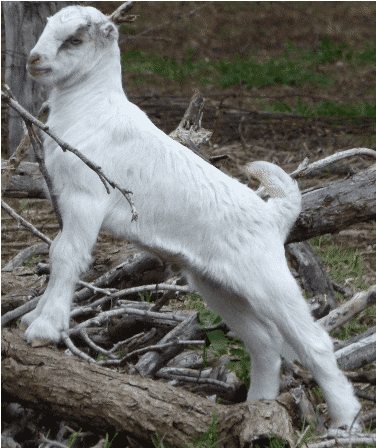 Lamancha goat