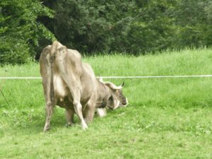livestock grazing