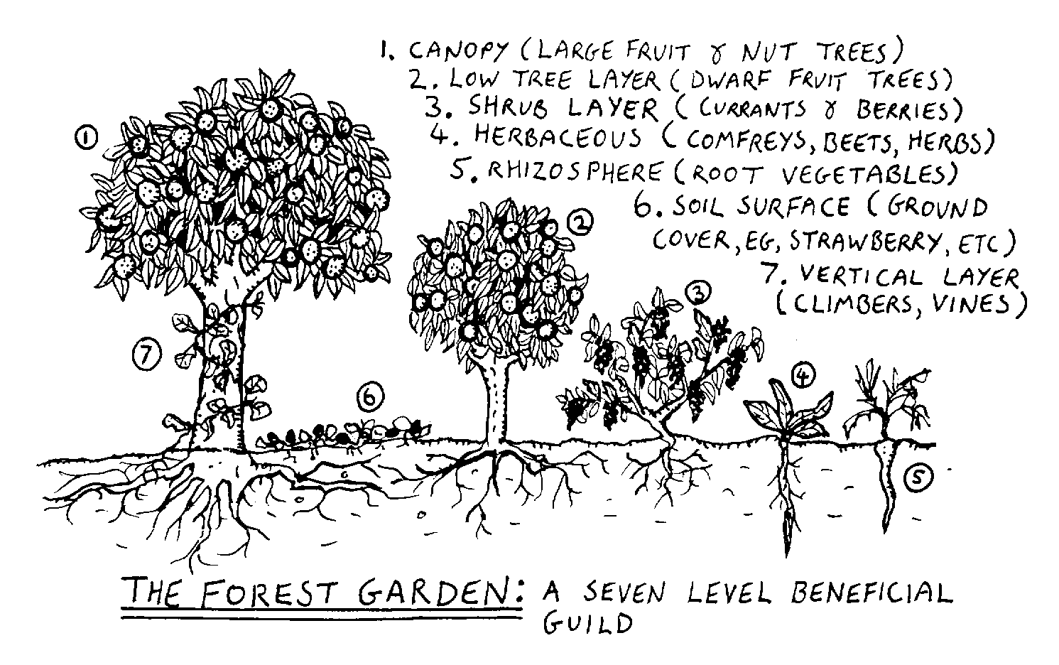 the forest garden