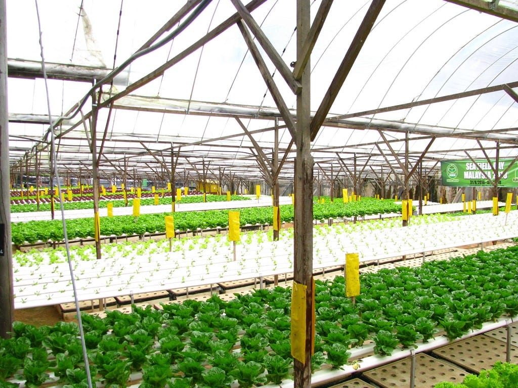 Aeroponic farm