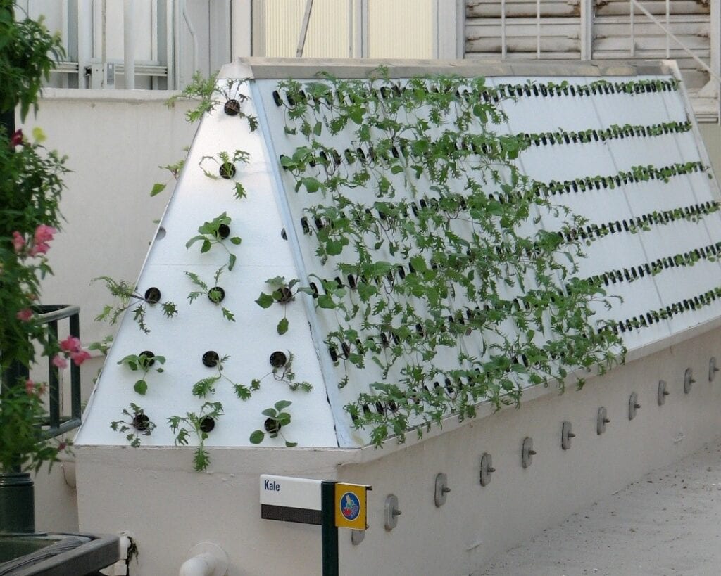 Aeroponic kale
