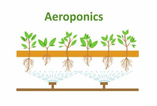 aeroponics