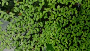 Figure 12 - Common duckweed
