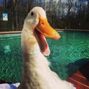 duck
