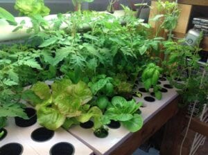 Growing media bed