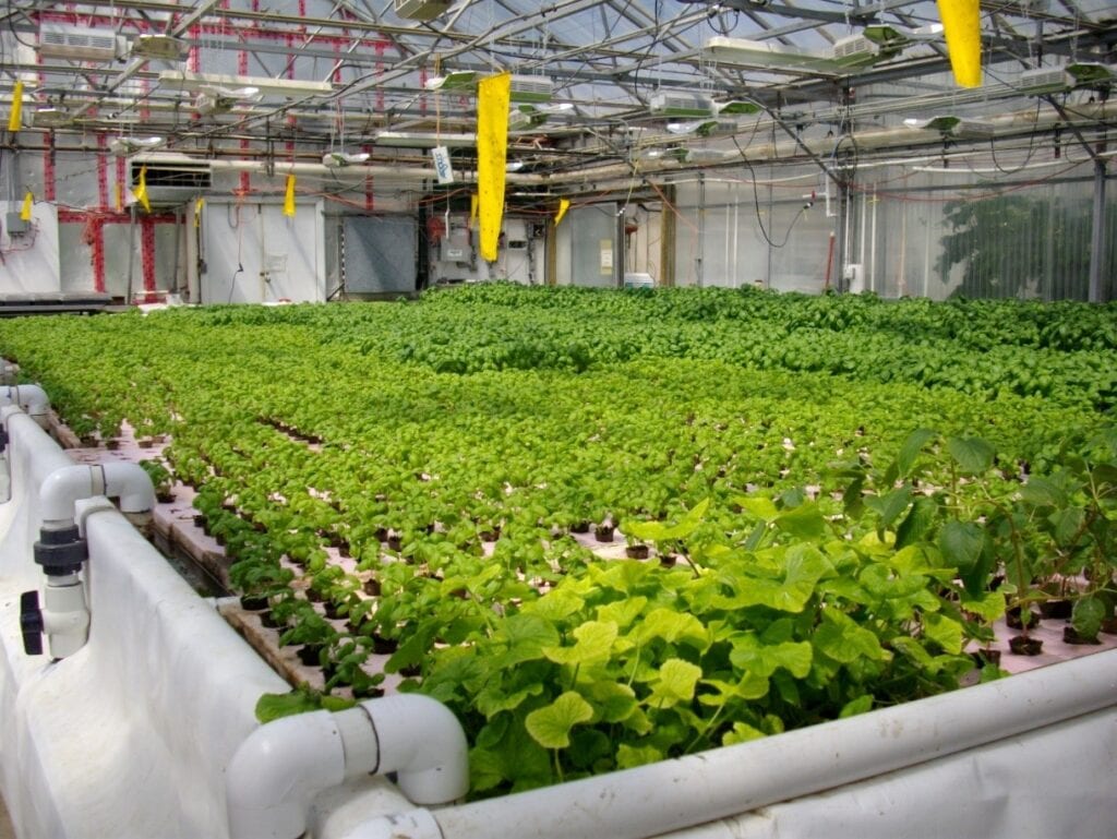 Large-scale hydroponic farm on raft tank system