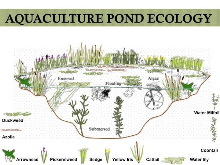 Aquatic plants are naturally dispersed throughout the pond system at all levels; 