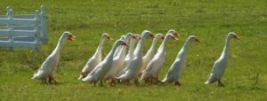 geese