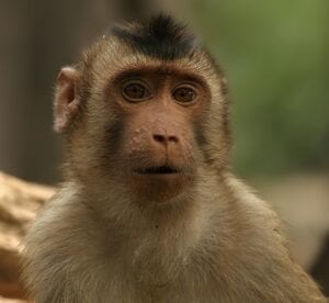 monkey
