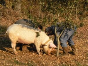 pigs