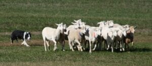 sheps and herding
