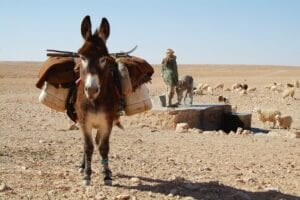 donkey