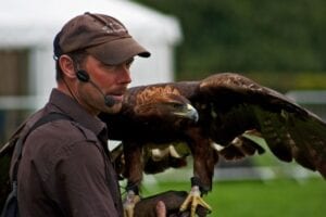 falcon