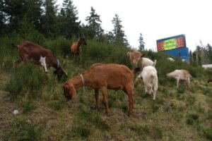 Even the U.S. Navy uses goats to keep their grass cut…