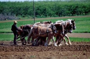 horses on a farm