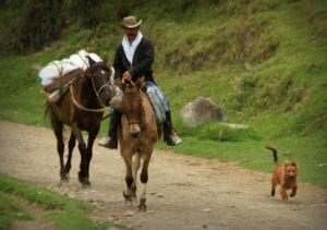horse farm