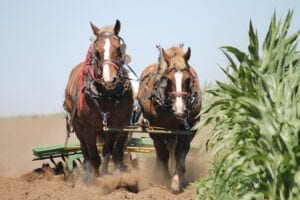 horses