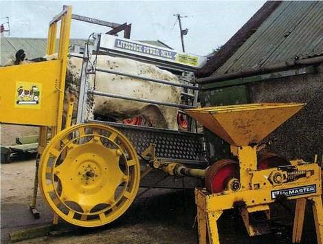Livestock power mill allows cows to turn machinery or generate electricity, 