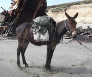 mules