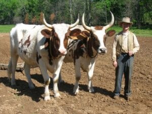 oxen