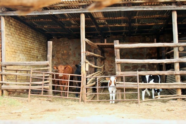 Keeping Cattle