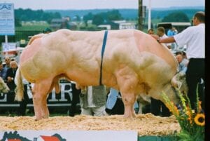 Belgian Blue cow