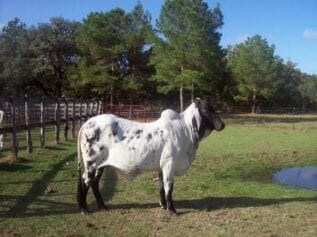 Brahman cow