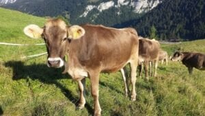 Brown Swiss cows