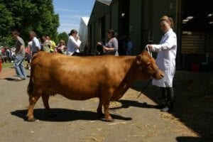 Dexter cow
