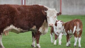 Hereford cow and calves