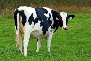 Holstein Friesian cow
