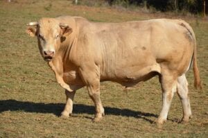 Limousin cow