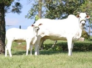 Nelore cow and calf