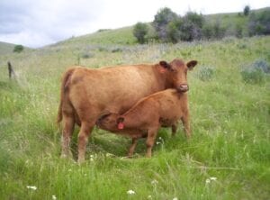 Red Angus cow and calf