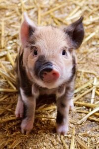 little pig
