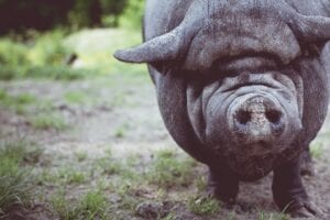 gray pig
