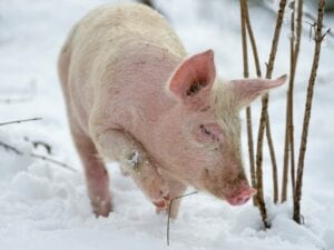 pig breeding