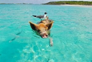 pig