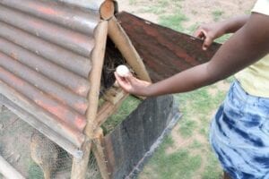A coop hatch to easily collet the eggs and change the straw
