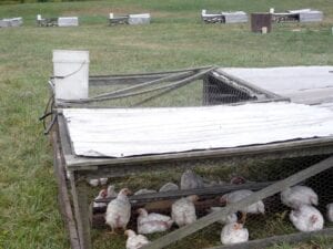 A series of chicken tractors throughout a field being prepped for sowing