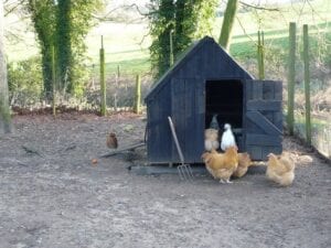 Feeding And Housing 