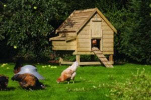 Large Rowlinson brand chicken coop