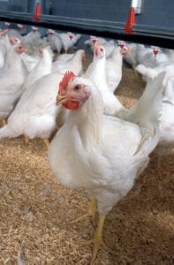 Cornish Cross chickens