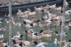 ducks