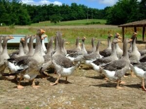 goose