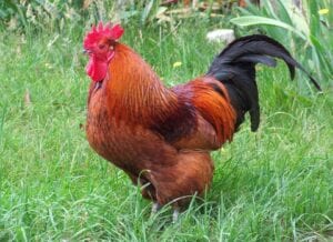 Rhode Island Red chicken