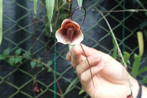 A beautiful Dracula orchid