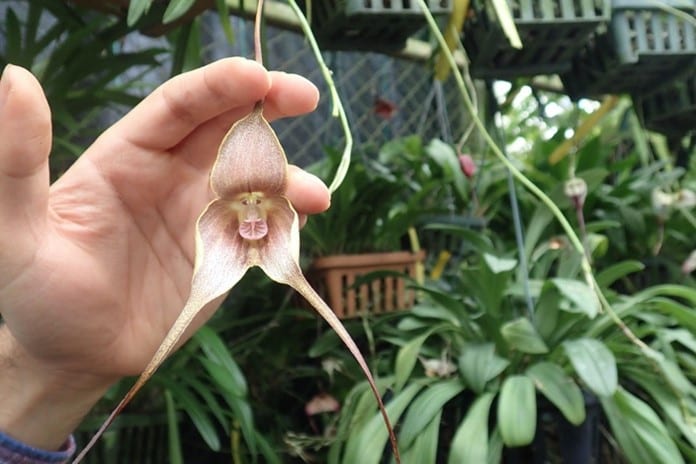 Orchid in Finca Dracula, Boquete, Panama